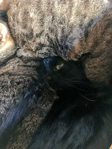 猫 部屋 ダンボール 置き忘れ 結果