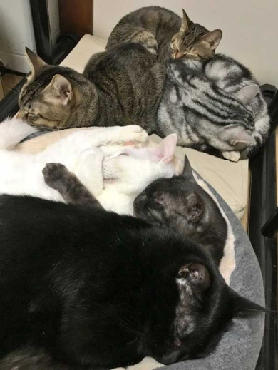 猫 部屋 ダンボール 置き忘れ 結果