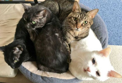 猫 部屋 ダンボール 置き忘れ 結果