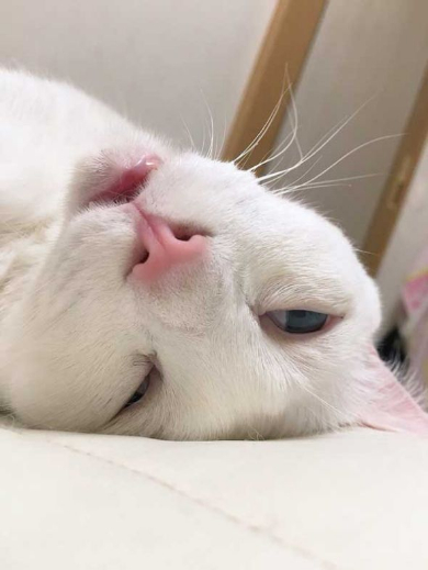 猫 部屋 ダンボール 置き忘れ 結果