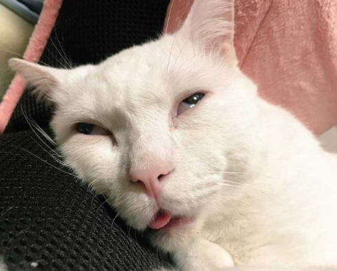 猫 部屋 ダンボール 置き忘れ 結果