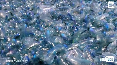 カツオノエボシ