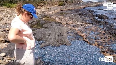 カツオノエボシ