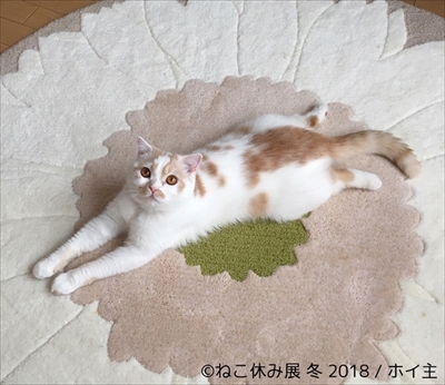 ねこ休み展・冬