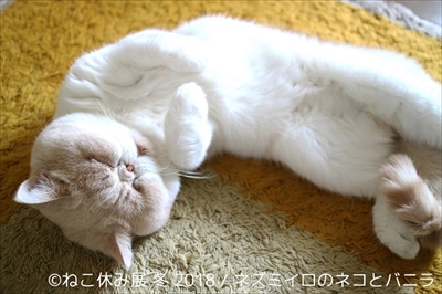 ねこ休み展・冬