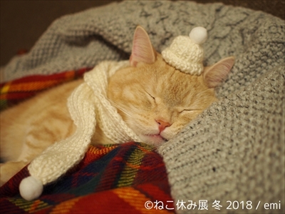 ねこ休み展・冬
