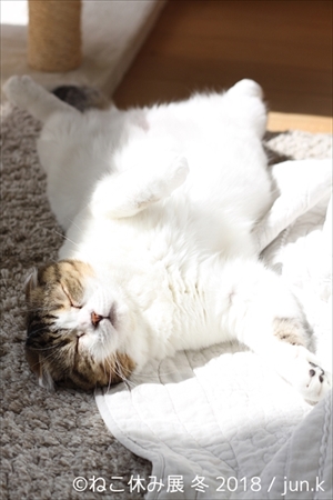 ねこ休み展・冬