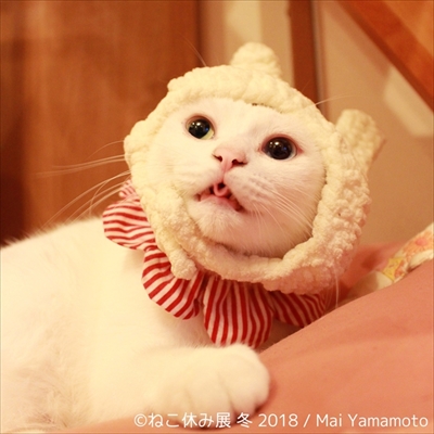 ねこ休み展・冬