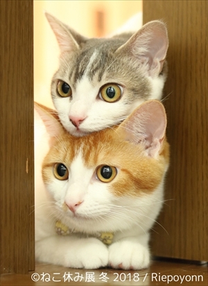 ねこ休み展・冬