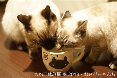 ねこ休み展・冬