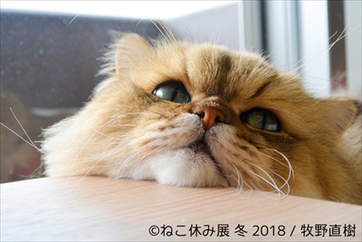 ねこ休み展・冬