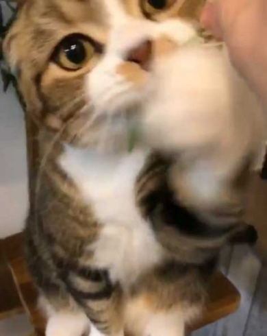 猫 うずらちゃん タラちゃん 猫草 寝顔 Instagram