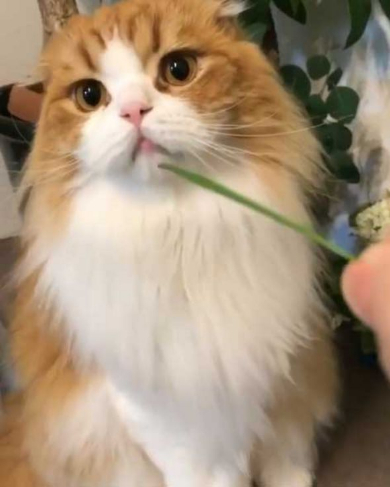 猫 うずらちゃん タラちゃん 猫草 寝顔 Instagram