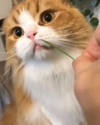 猫 うずらちゃん タラちゃん 猫草 寝顔 Instagram