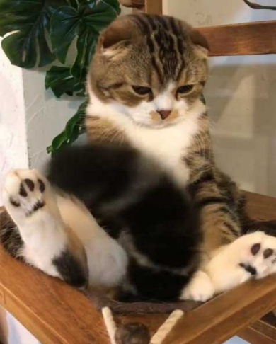 猫 うずらちゃん タラちゃん 猫草 寝顔 Instagram