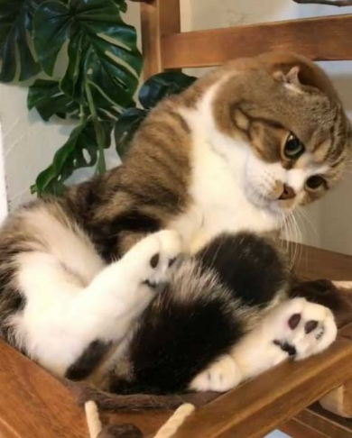 猫 うずらちゃん タラちゃん 猫草 寝顔 Instagram