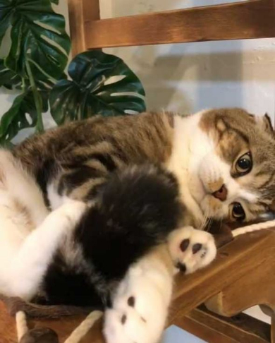 猫 うずらちゃん タラちゃん 猫草 寝顔 Instagram