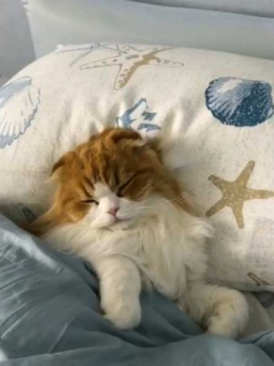 猫 うずらちゃん タラちゃん 猫草 寝顔 Instagram