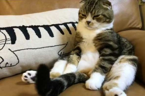 猫 うずらちゃん タラちゃん 猫草 寝顔 Instagram