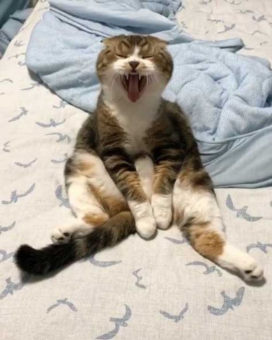 猫 うずらちゃん タラちゃん 猫草 寝顔 Instagram