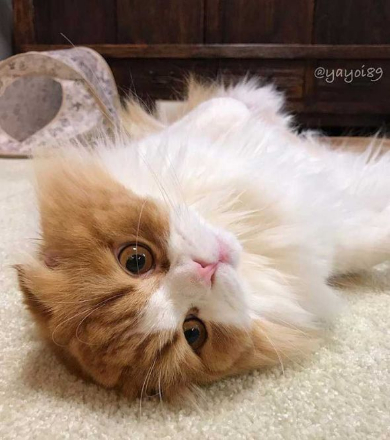 猫 うずらちゃん タラちゃん 猫草 寝顔 Instagram