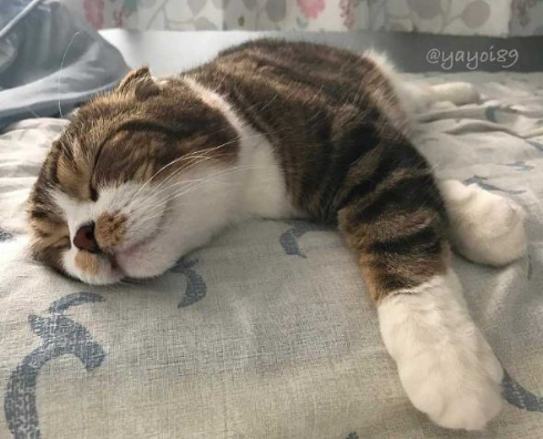 猫 うずらちゃん タラちゃん 猫草 寝顔 Instagram