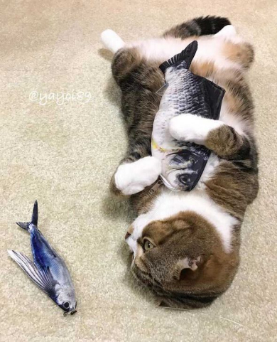 猫 うずらちゃん タラちゃん 猫草 寝顔 Instagram