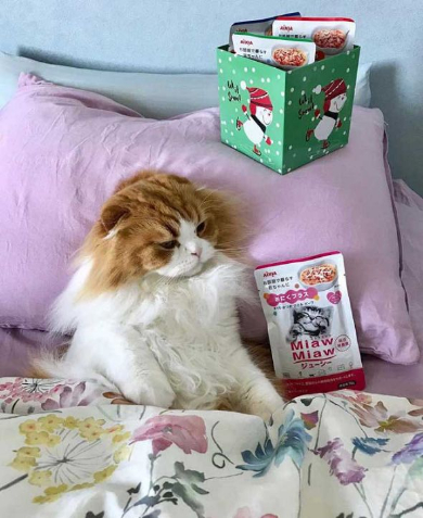 猫 うずらちゃん タラちゃん 猫草 寝顔 Instagram