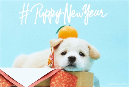 PUPPY NEW YEAR