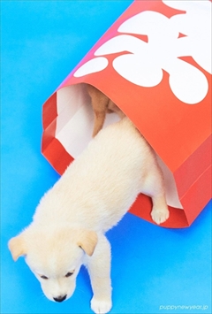 PUPPY NEW YEAR