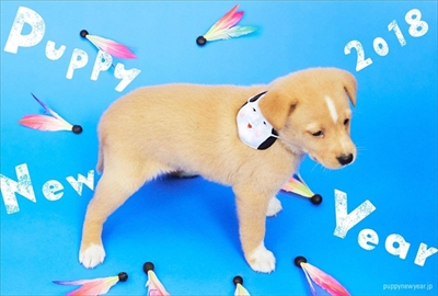PUPPY NEW YEAR