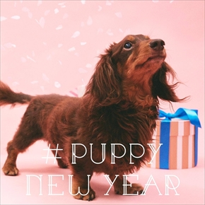 PUPPY NEW YEAR