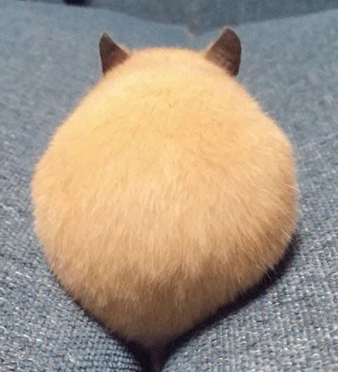 ALT
