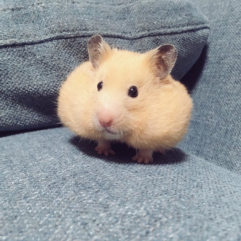 ALT