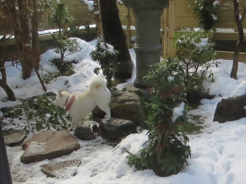 白柴『きなこ』のお気楽ブログ