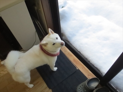 白柴『きなこ』のお気楽ブログ