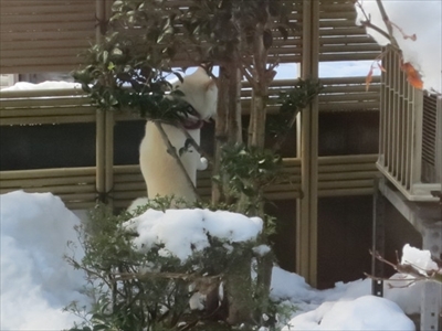 白柴『きなこ』のお気楽ブログ