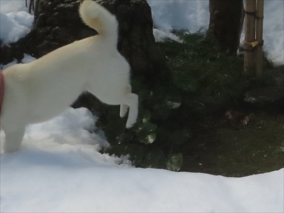 白柴『きなこ』のお気楽ブログ