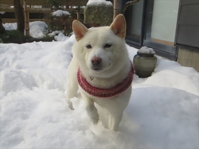 白柴『きなこ』のお気楽ブログ