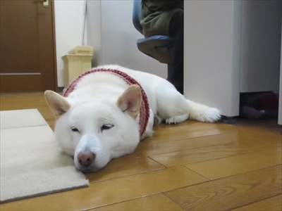 白柴『きなこ』のお気楽ブログ