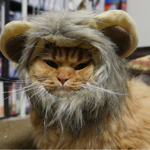 ライオン猫