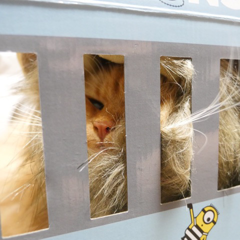 ライオン猫