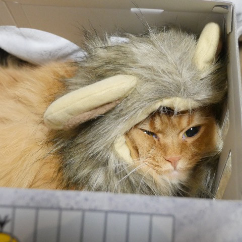 ライオン猫