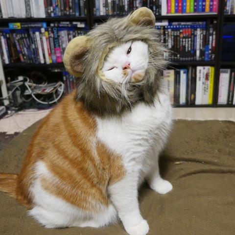 ライオン猫