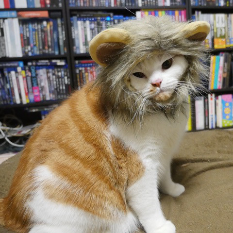 ライオン猫