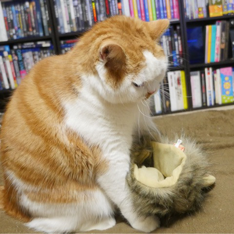 ライオン猫