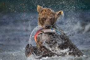 Animals in their Environment部門特別賞「Kuril Lake」（Valter Bernardeschi）