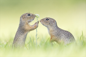  Animals in their Environment部門特別賞「Will you?」（Henrik Spranz）