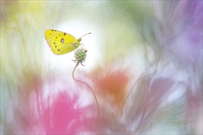 The beauty of the nature部門優秀賞「Rainbow」（Perdita Petzl）