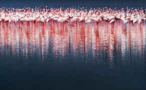 Animals in their Environment部門特別賞「Red Army」（Qiusheng Hu）